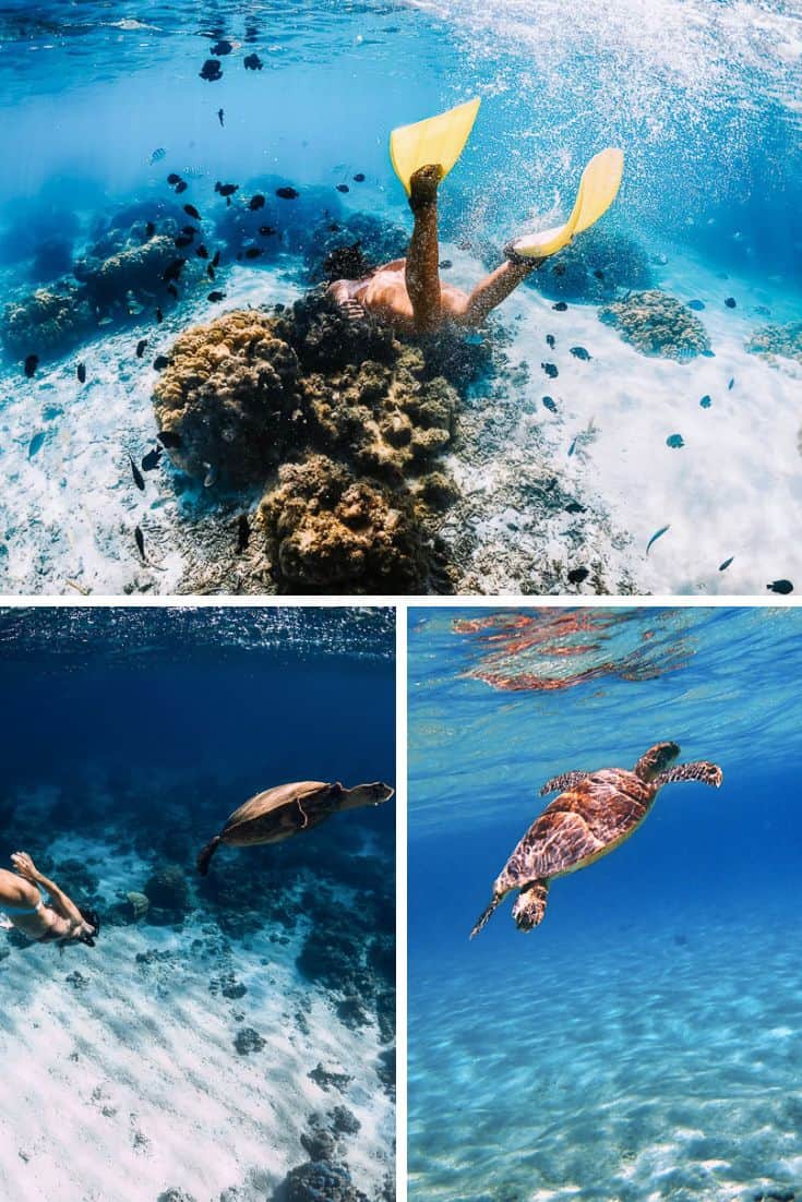 Electric Beach snorkeling in Oahu