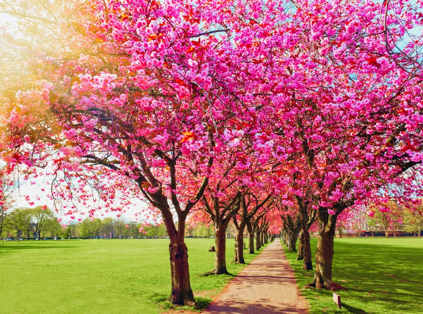 The Meadows in Edinburgh