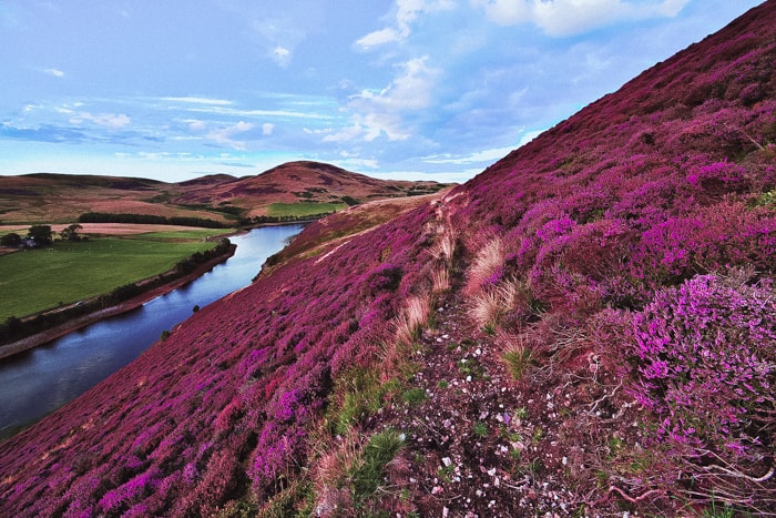 Violet heather flowers and green valley river mountains Pentland hills near Edinburgh Scotland
