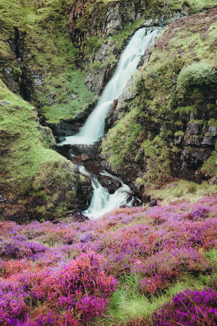 Heather in Scotland at Tail Burn at Grey Mare's Tail waterfall 
