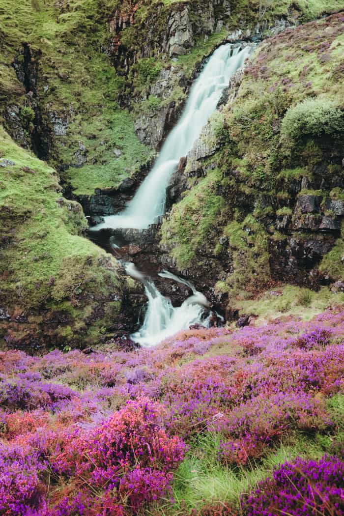 Heather in Scotland at Tail Burn at Grey Mare's Tail waterfall