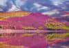 Scottish Heather in Scotland