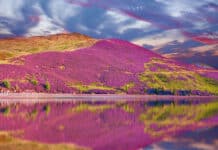Scottish Heather in Scotland