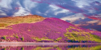 Scottish Heather in Scotland