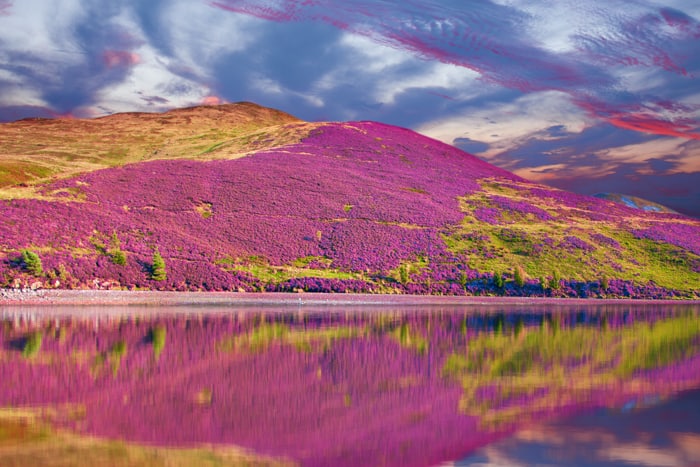 Scottish Heather in Scotland