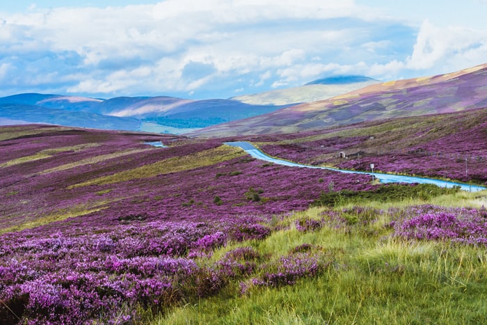 Scottish Heather in Cairngorms national park in Northern Scotland