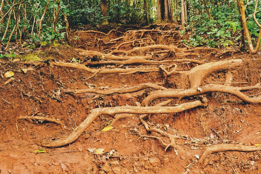 Exposed roots cover the Waimano Falls Trail in Oahu.