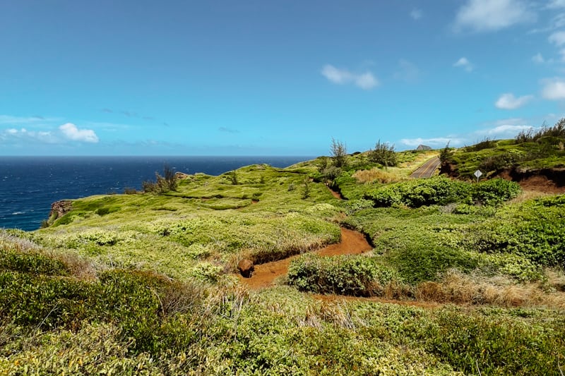 Ohai trail in Maui Hawaii