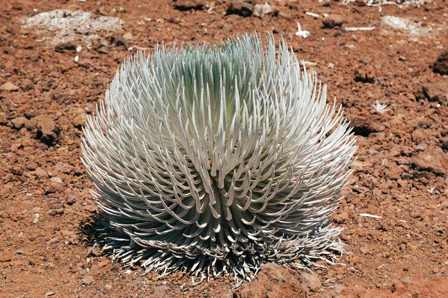 Rare silversword plant near Hakeakala in Maui