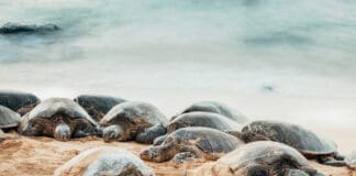 Green sea turtles on Ho'okipa beach, Maui, Hawaii