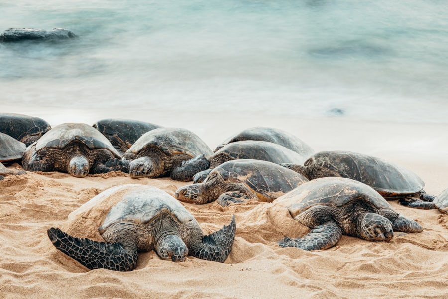 Green sea turtles on Ho'okipa beach, Maui, Hawaii