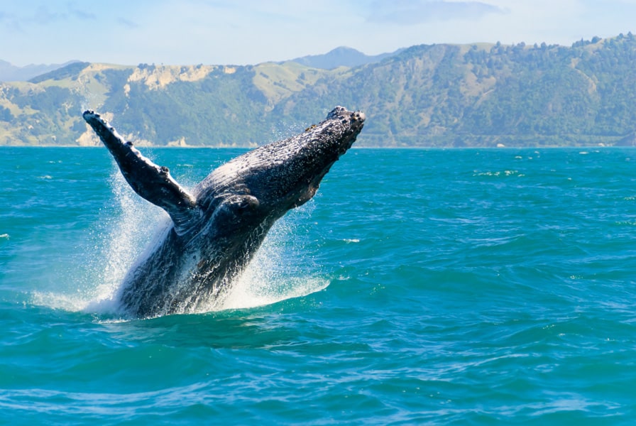 Whale watching at Dragon's Teeth in Maui