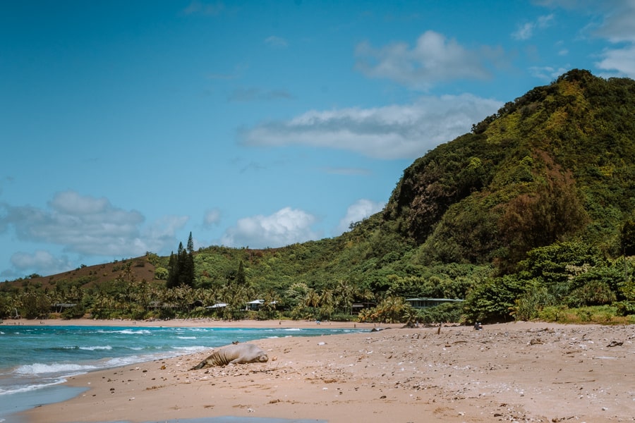 Monk Seal on Haena Beach