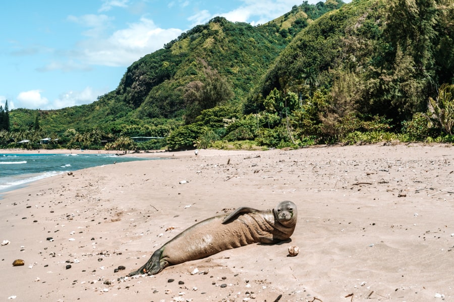 Haena Beach Monk Seal