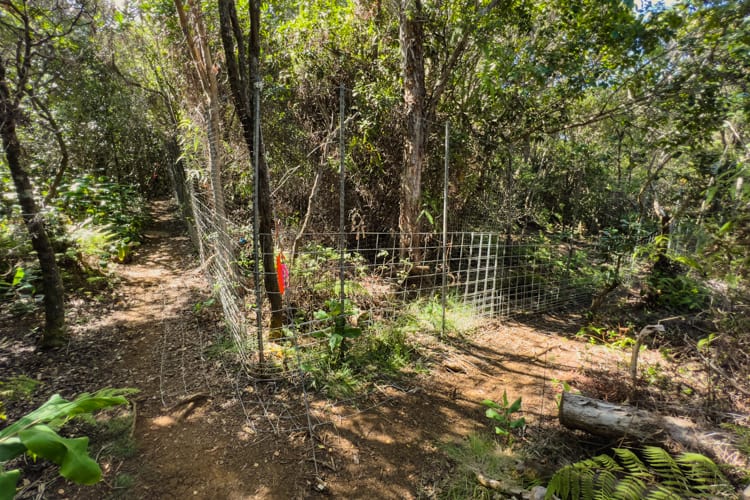 Honopu Ridge Trail