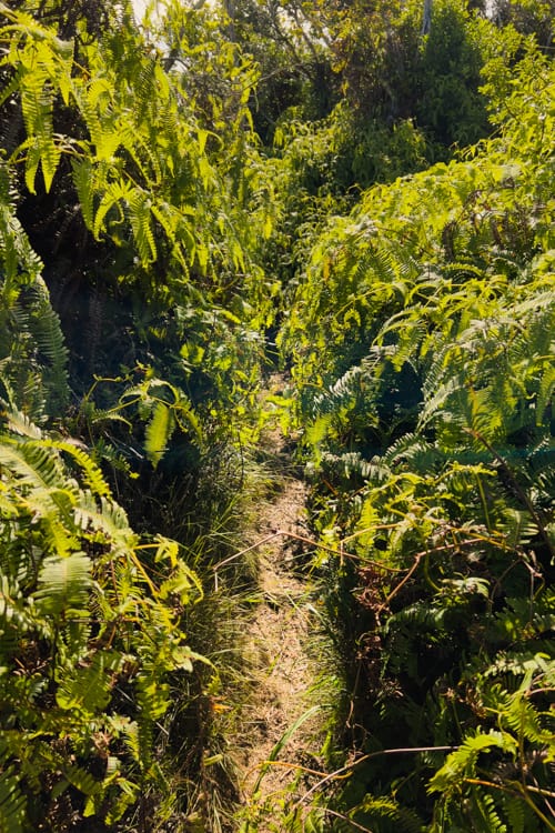 Honopu Ridge Trail