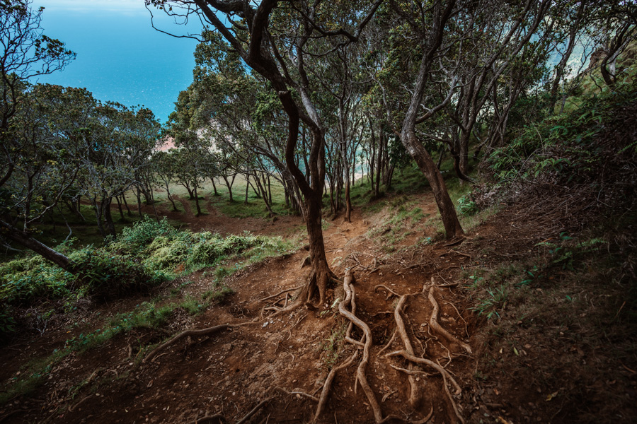 Kalepa Ridge Trail Kauai hikes