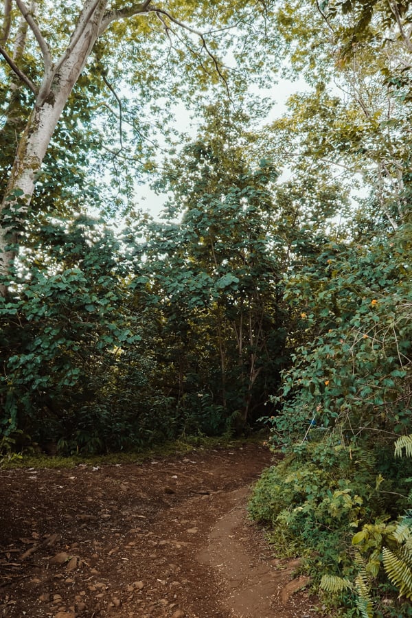 Makaleha Falls Hike