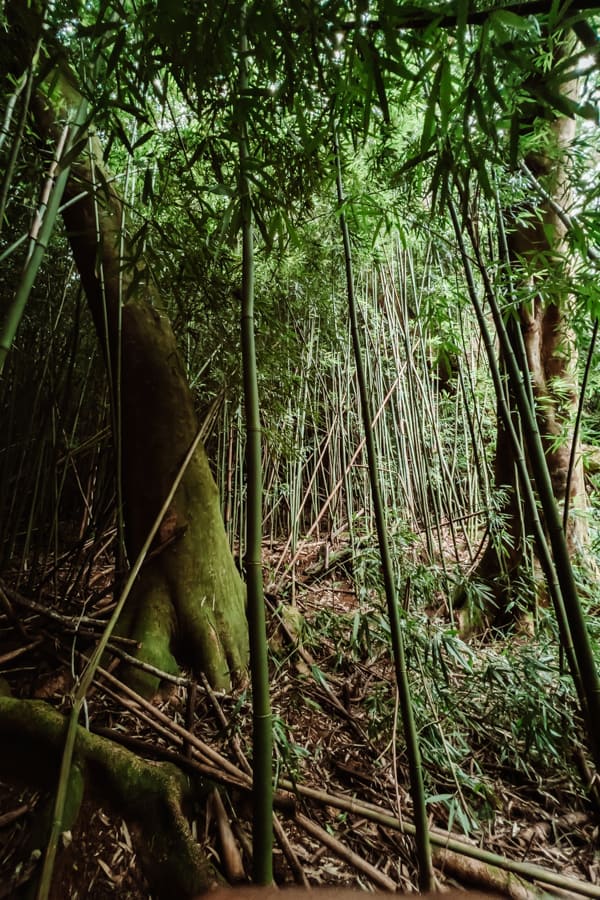 Makaleha Trail