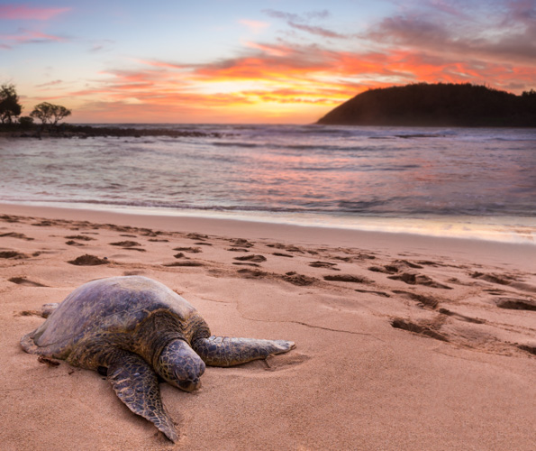 Green sea turtle on sand at Moloa'a Beach