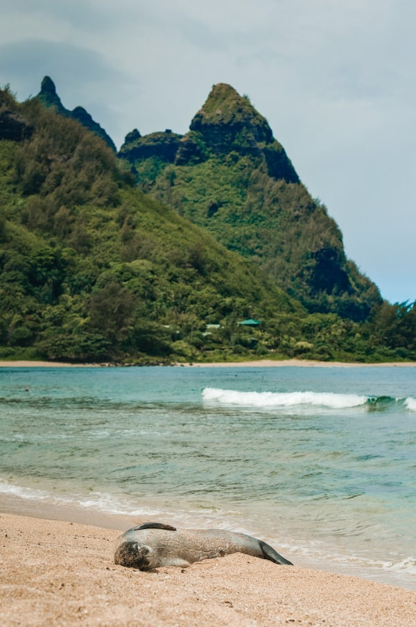 A Monk Seal at Tunnels Beach in Kauai