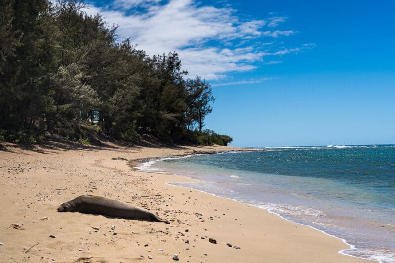 Monk seal on Haena beach