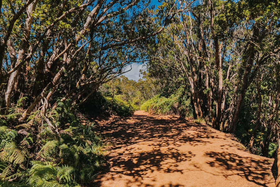 Pihea Trail Kauai