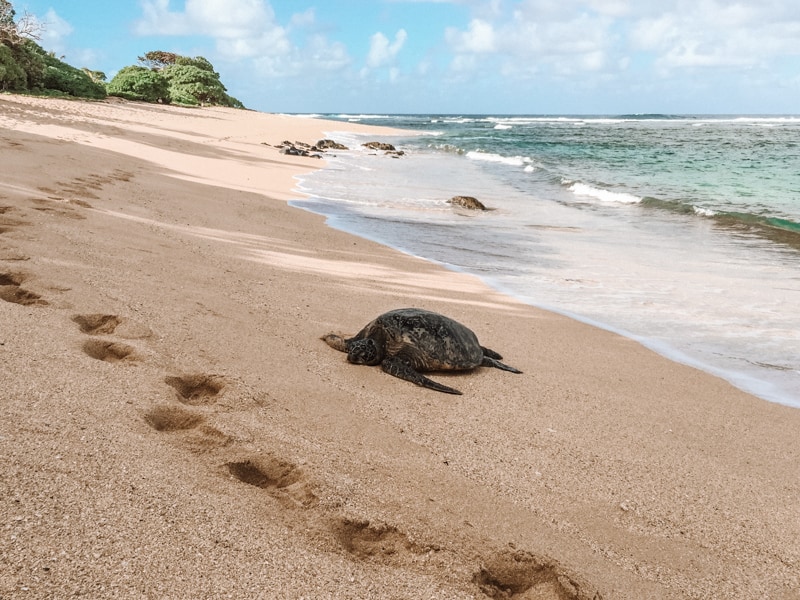 A Honu (Hawaiian Sea Turtle) on Larsen's Beach