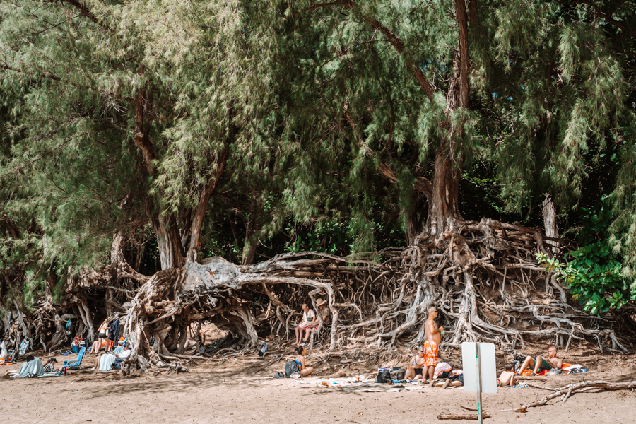 ke'e beach trees in Kauai Hawaii