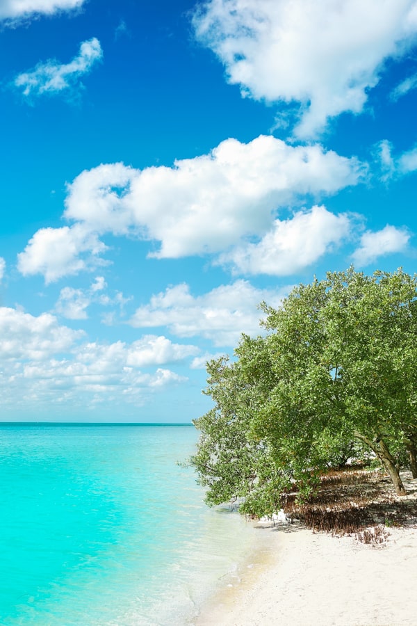 Holbox Island beach mangroove in Quintana Roo of Mexico