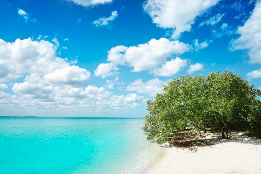 Mangrove on Playa Punta Cocos