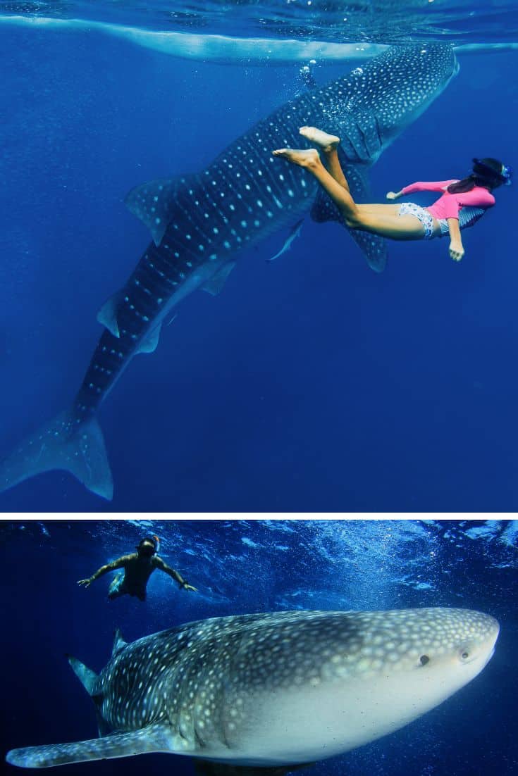 Holbox Whale Sharks