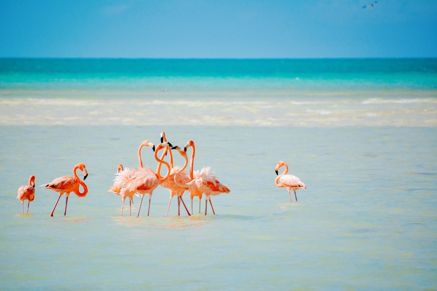 Flamingos on Isla Holbox