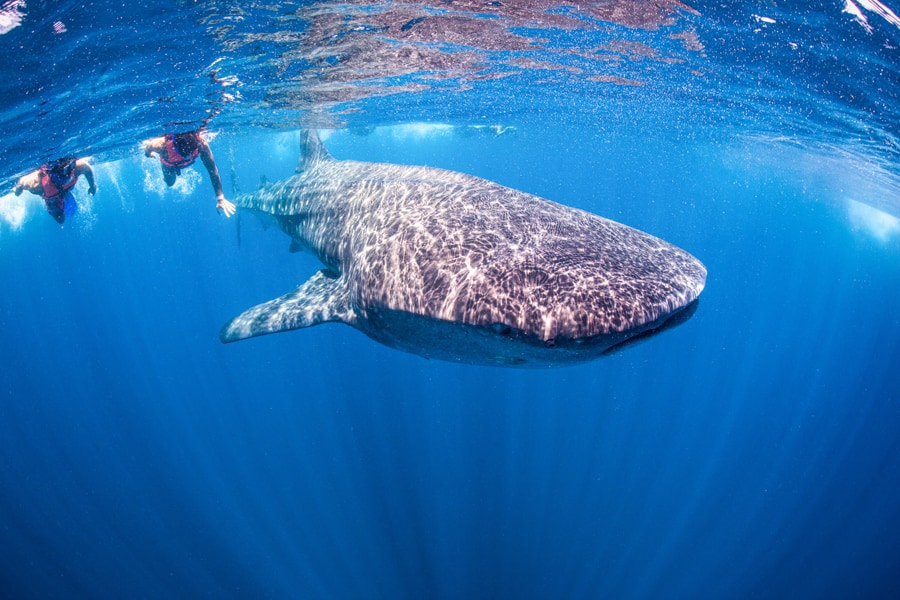 Swimming with Whale Shark in Holbox