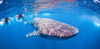 Holbox whale sharks