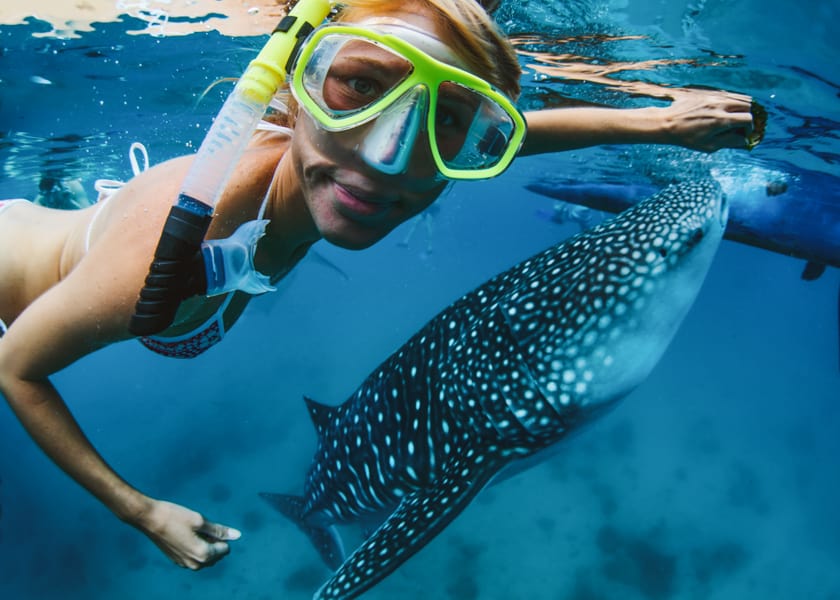 Snorkeling with Whale Sharks in Holbox Mexico