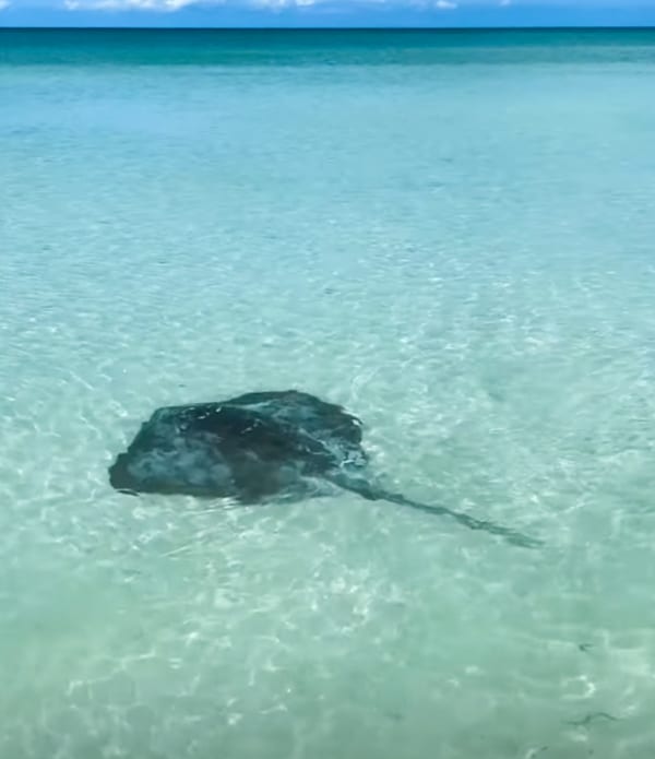 Sting ray under the clear water in Holbox
