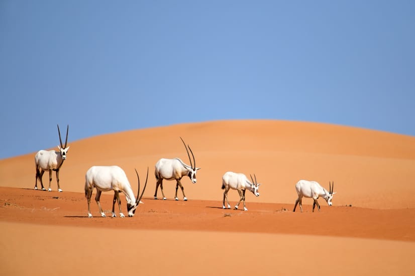 Arabian Oryx Family Qatar