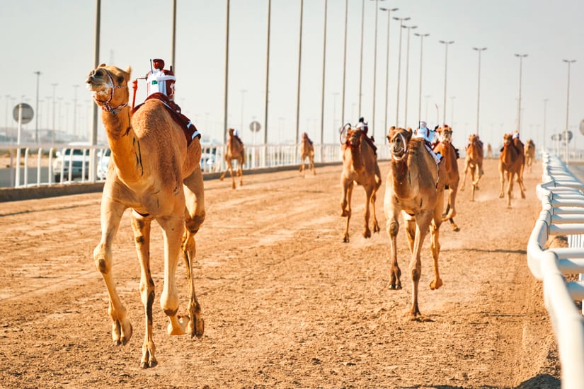 Traditional camel dromadery race of Ash-Shahaniyah in Qatar