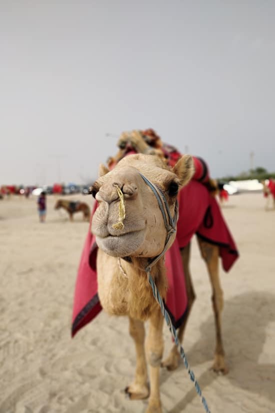 Desert Safari Qatar