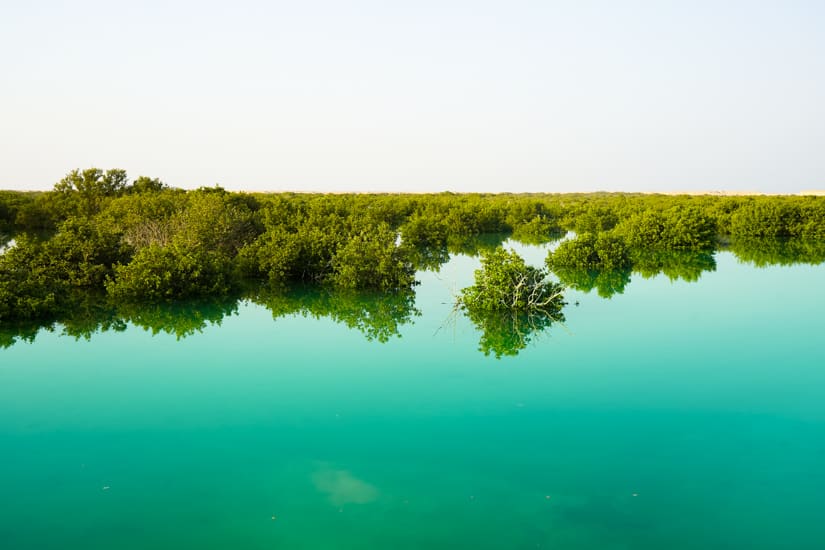 Purple island Qatar