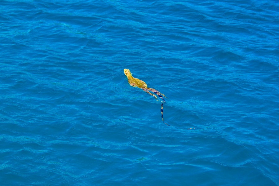 Iguana swimming in the water at Petit Havre beach in Guadeloupe