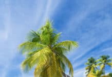 Plage de la Caravelle Guadeloupe