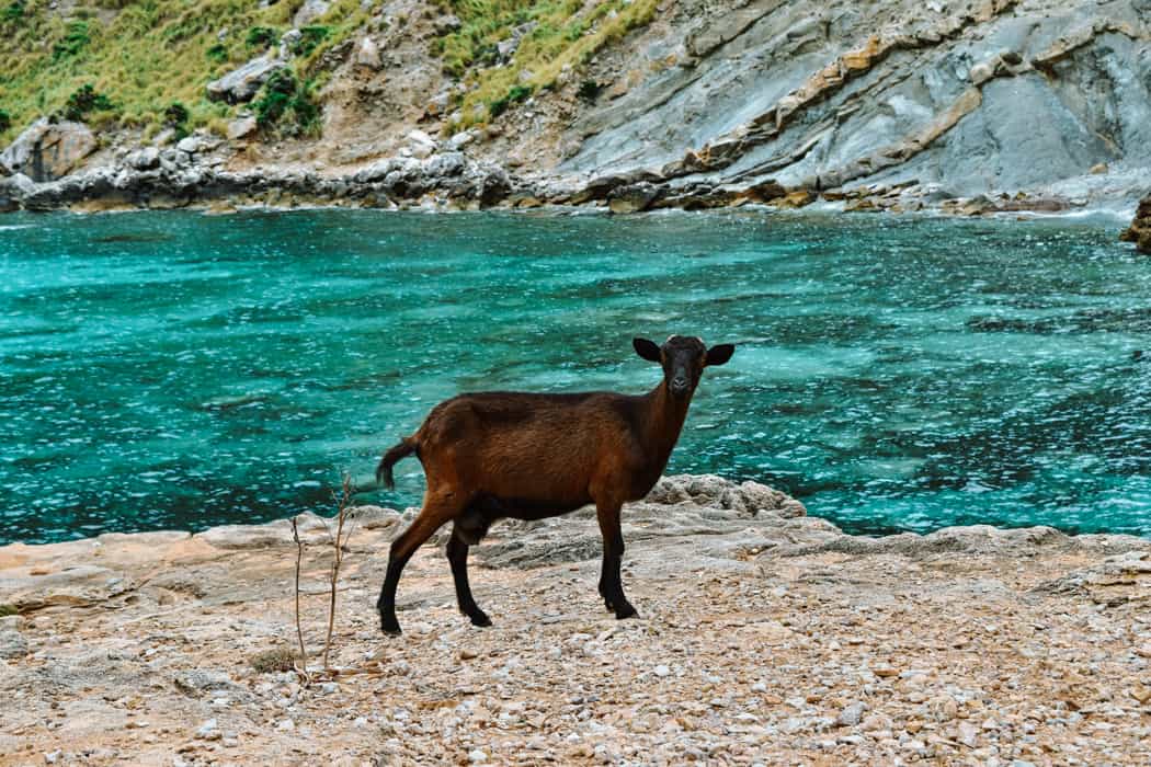 Cala Figuera goat on the cliffs