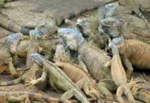 Gumbalimba Park Iguanas in Roatan Honduras