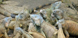 Gumbalimba Park Iguanas in Roatan Honduras