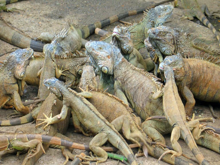 Gumbalimba Park Iguanas in Roatan Honduras