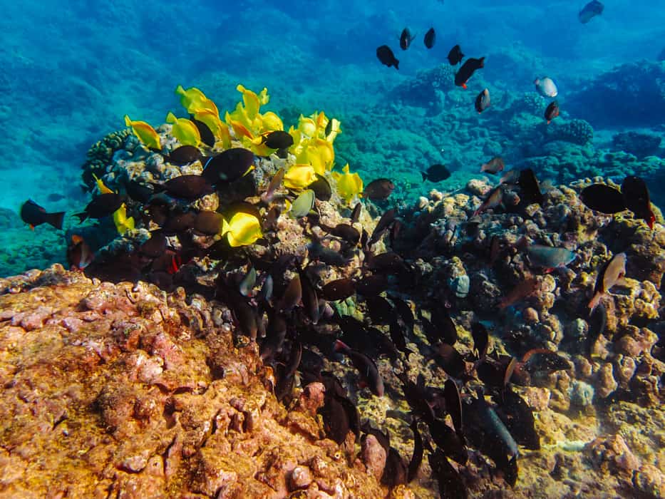 Underwater fish La Perouse Bay snorkeling