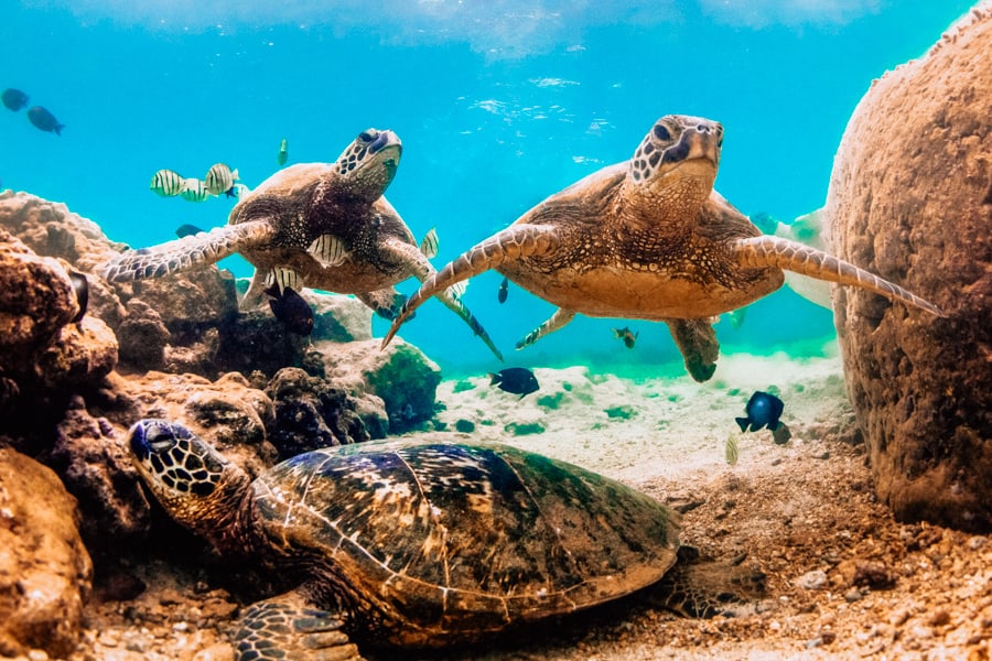 Hawaiian Green Sea Turtle at Oneuli Beach