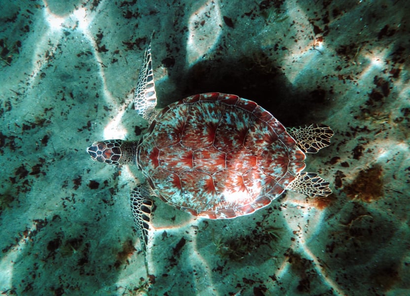 Turtle swimming in the water on the Malendure Beach in Guadeloupe.